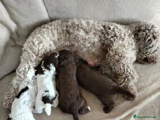 Lagotto cani Cuccioli di Lagotto in provincia di Gorizia - Annuncio 1