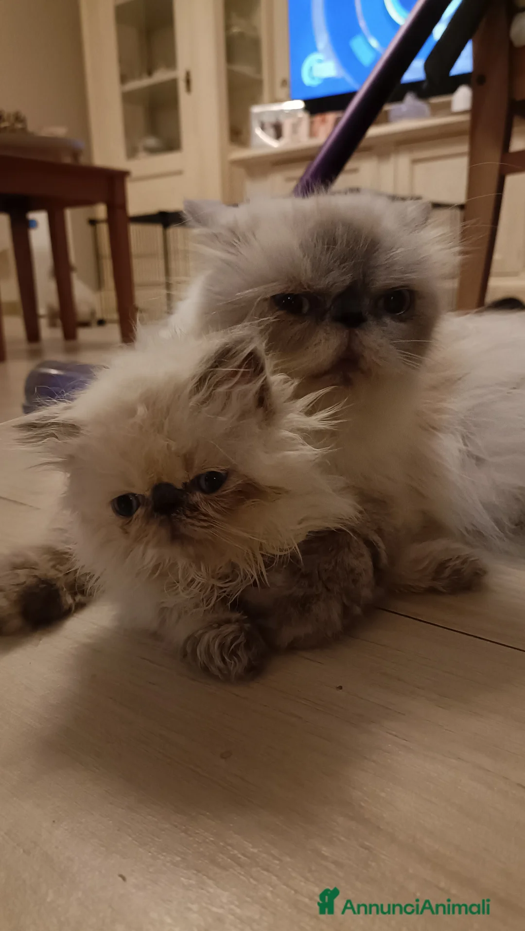 Persiano gatti in vendita: Gattini Persiani Blue Point  a Città Metropolitana di Bologna - Annuncio 2