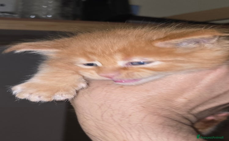 Maine Coon gatti Cuccioli di Maine Coon pedigree da compagnia  - Annuncio 2