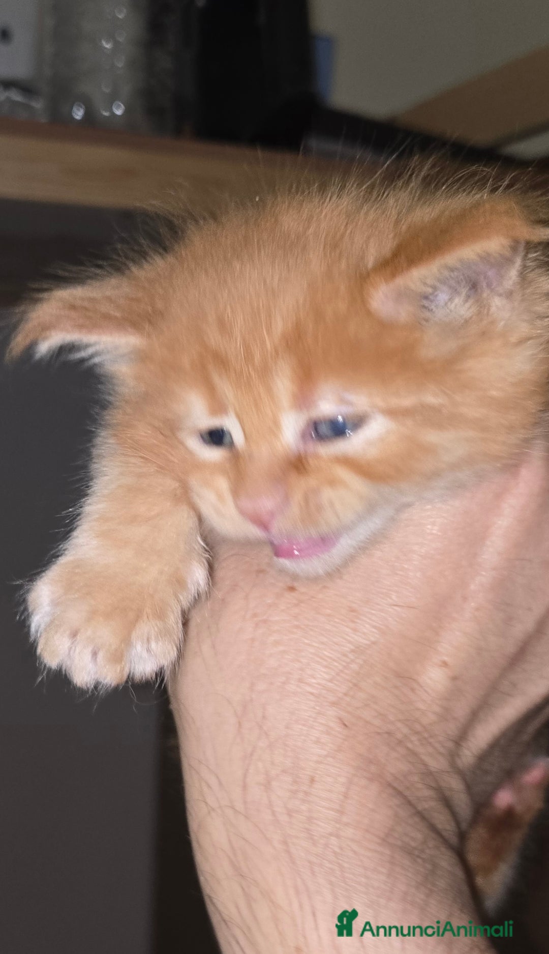 Maine Coon gatti in vendita: Cuccioli di Maine Coon pedigree da compagnia  - Annuncio 1