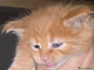 Maine Coon gatti Cuccioli di Maine Coon pedigree da compagnia - Annuncio 7