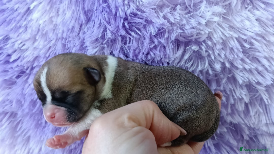 Chihuahua cani in vendita: Maschietti chihuahua pedigree  - Annuncio 7