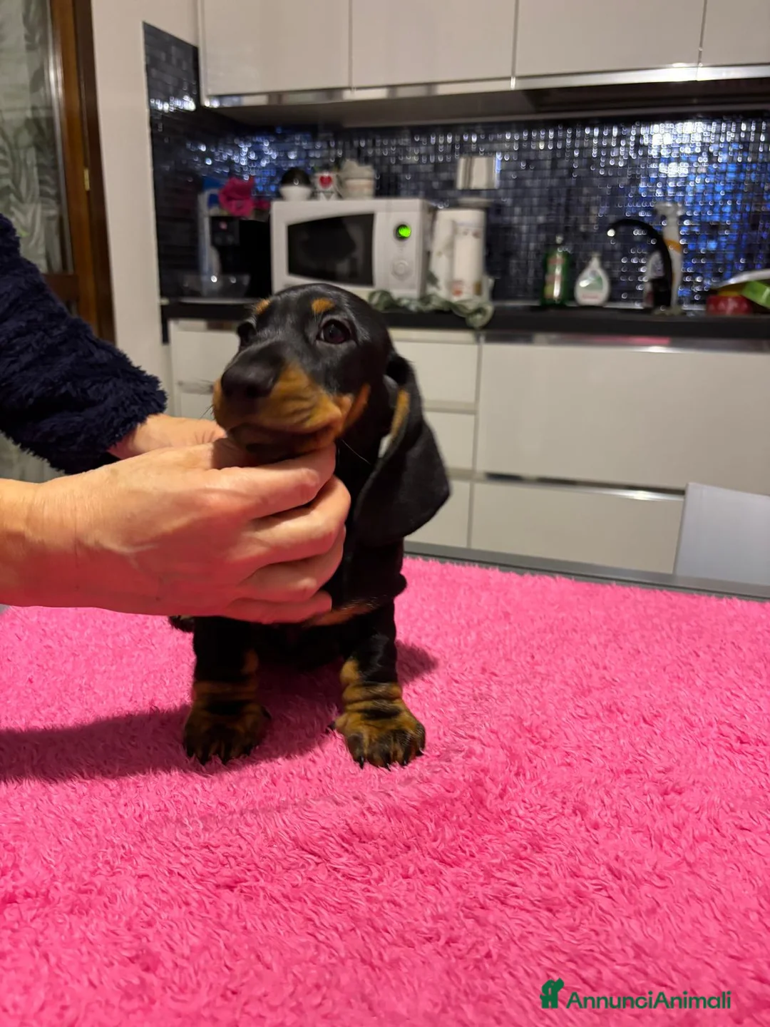 Bassotto cani in vendita: Bassotti Tedeschi nano-pelo corto-pedigree  - Annuncio 7