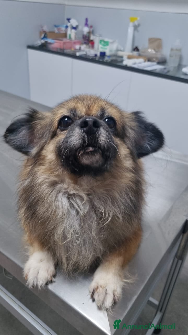 Pechinese cani Peggy, splendida pechinese - Annuncio 1