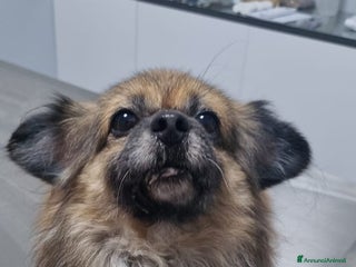 Pechinese cani Peggy, splendida pechinese - Annuncio 1