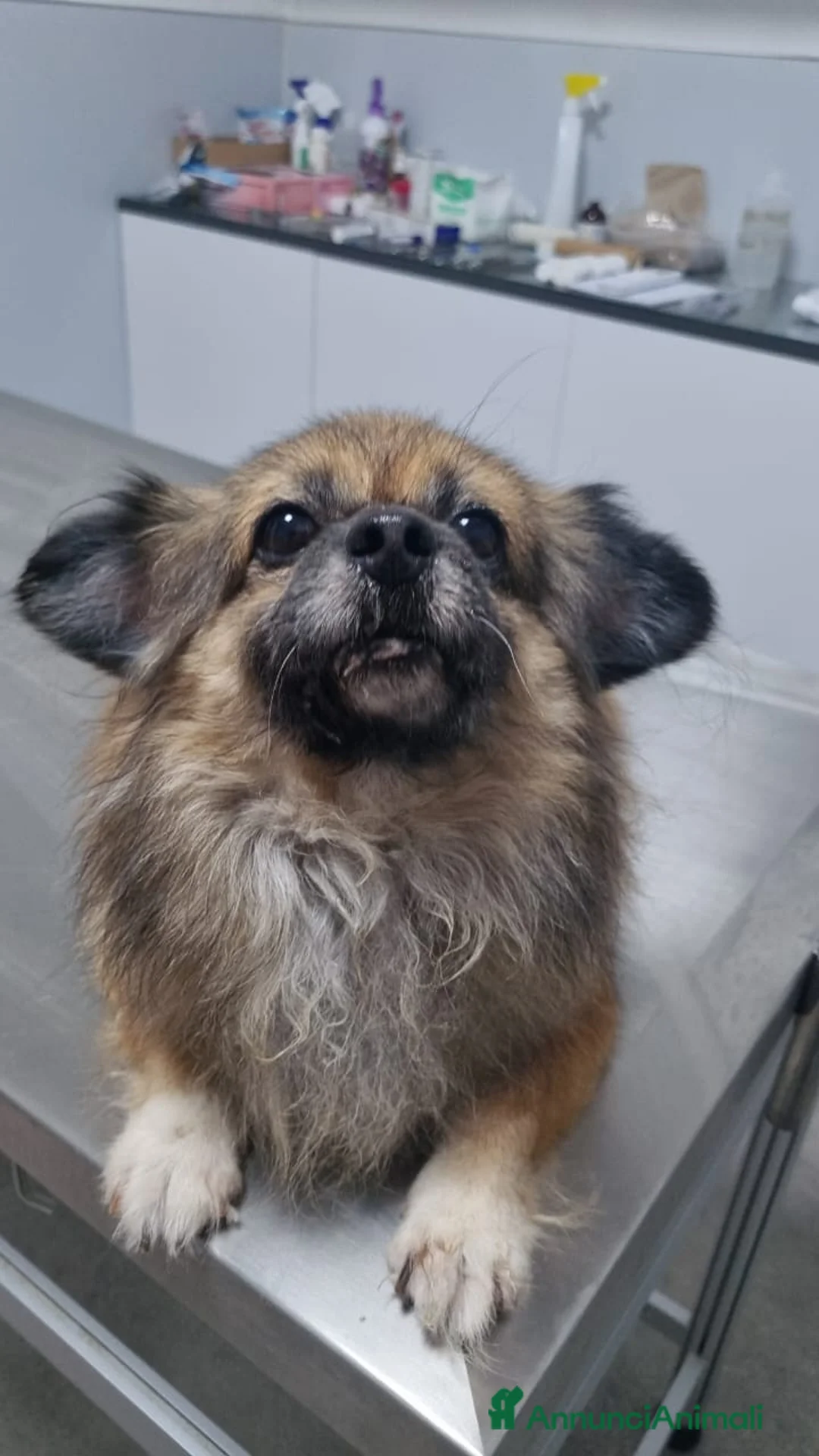 Pechinese cani in regalo: Peggy, splendida pechinese - Annuncio 1