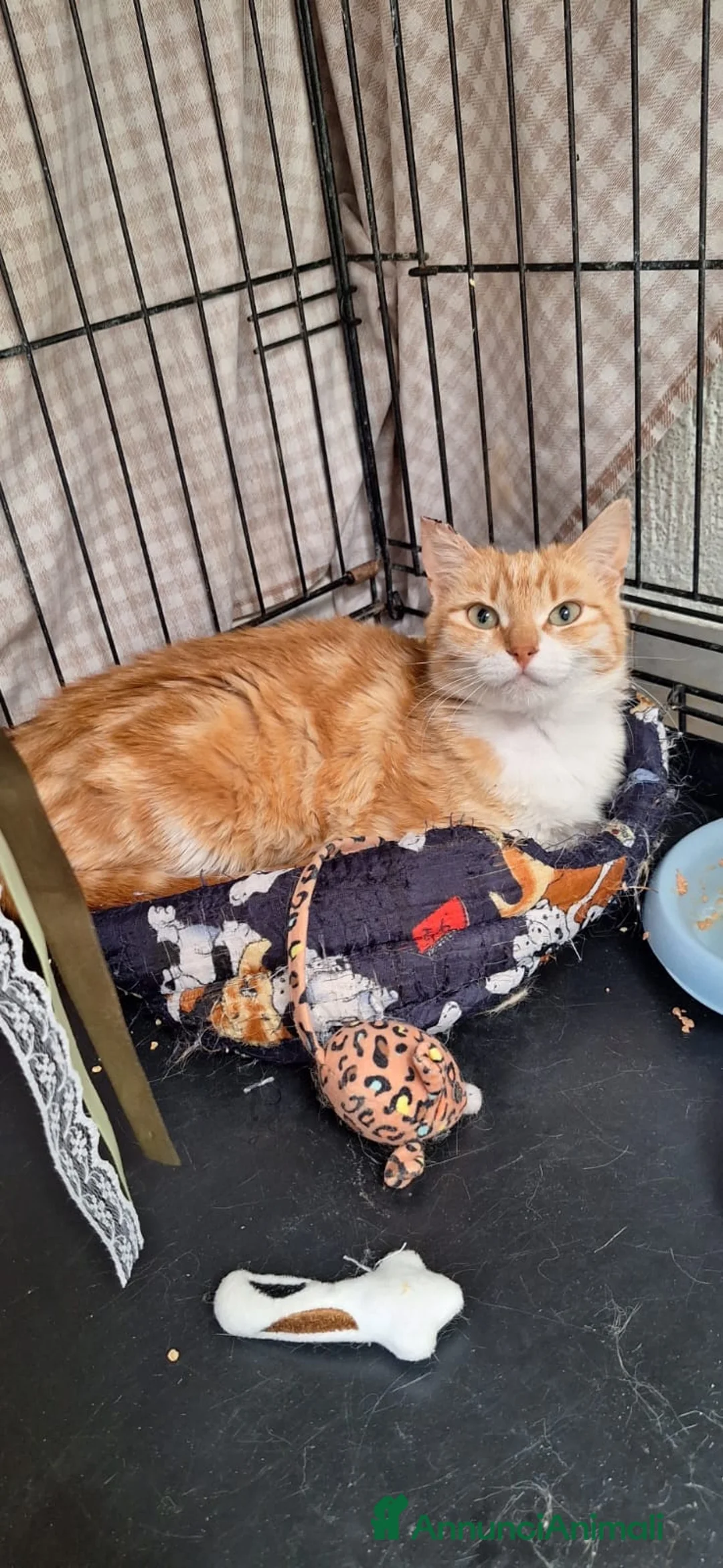 Europeo gatti in regalo: WENDI 8 mesi di tenerezza  a Città Metropolitana di Bologna - Annuncio 4