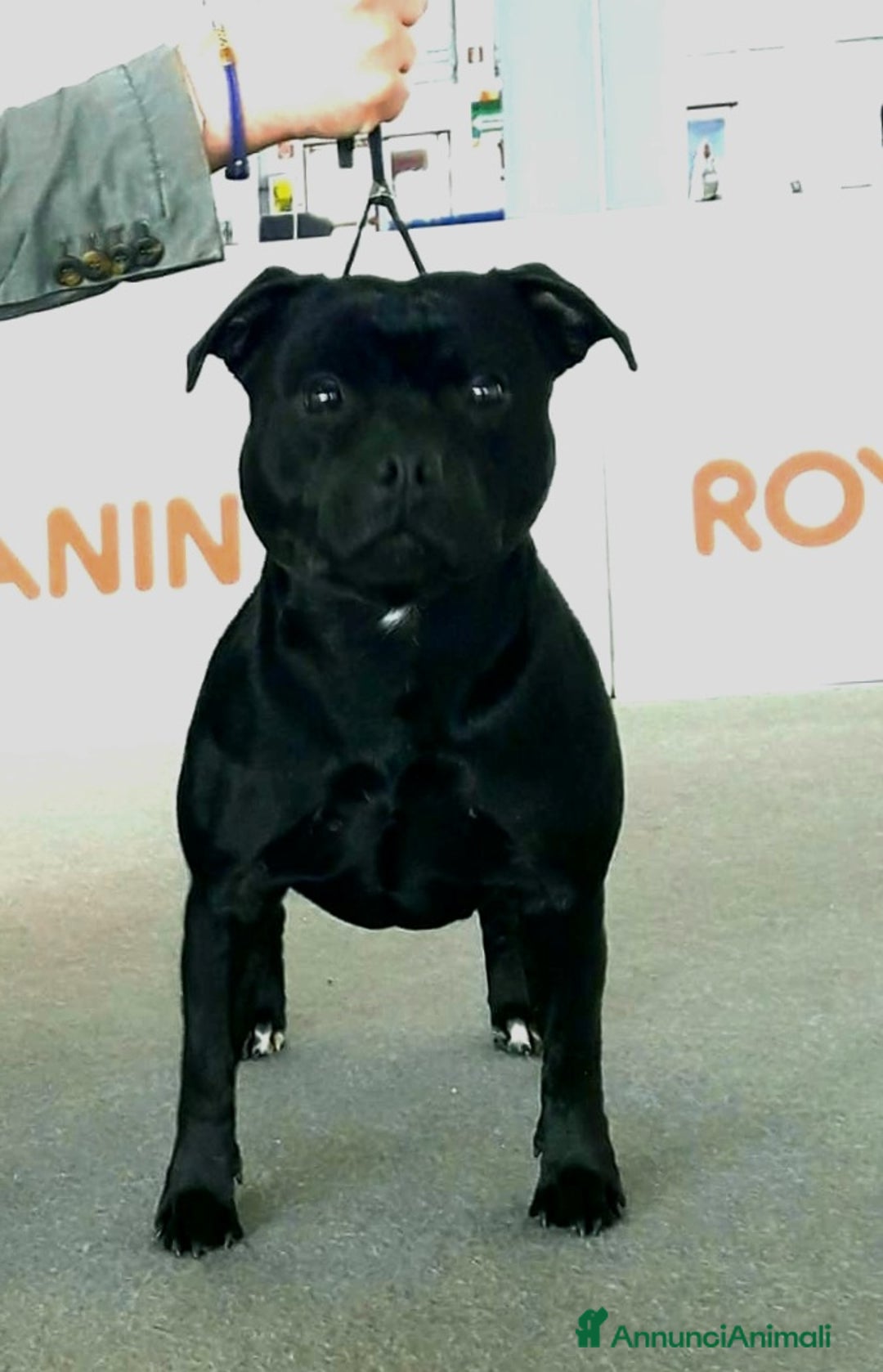 Immagine della galleria {{count}}