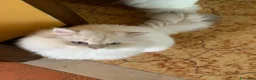 British gatti in vendita: Leonard e Pretty cercano una famiglia insieme  - Annuncio 3