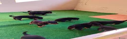 Rottweiler cani in vendita: Vendo cuccioli di Rottweiler  - Annuncio 5