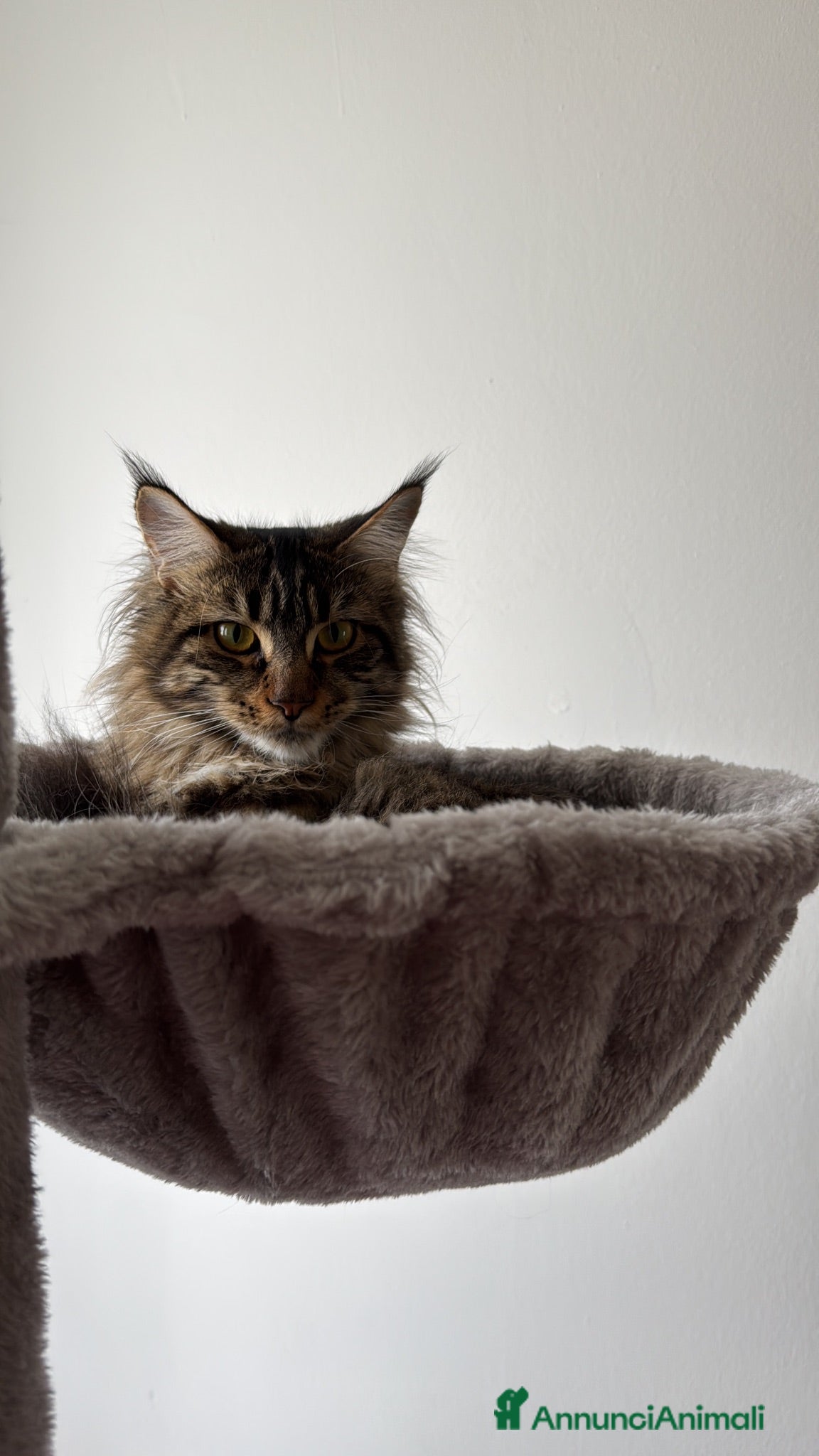 Maine Coon gatti Cuccioli Maine Coon - Annuncio 31