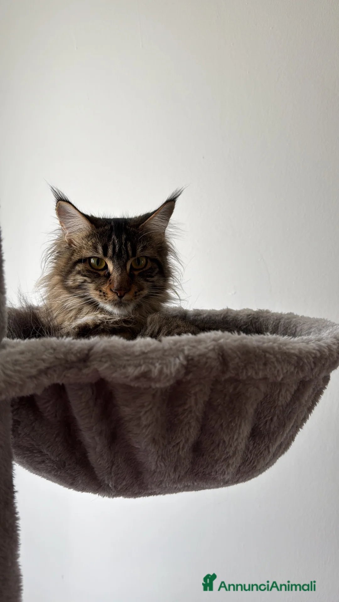 Maine Coon gatti in vendita: Cuccioli Maine Coon a Provincia di Padova - Annuncio 1