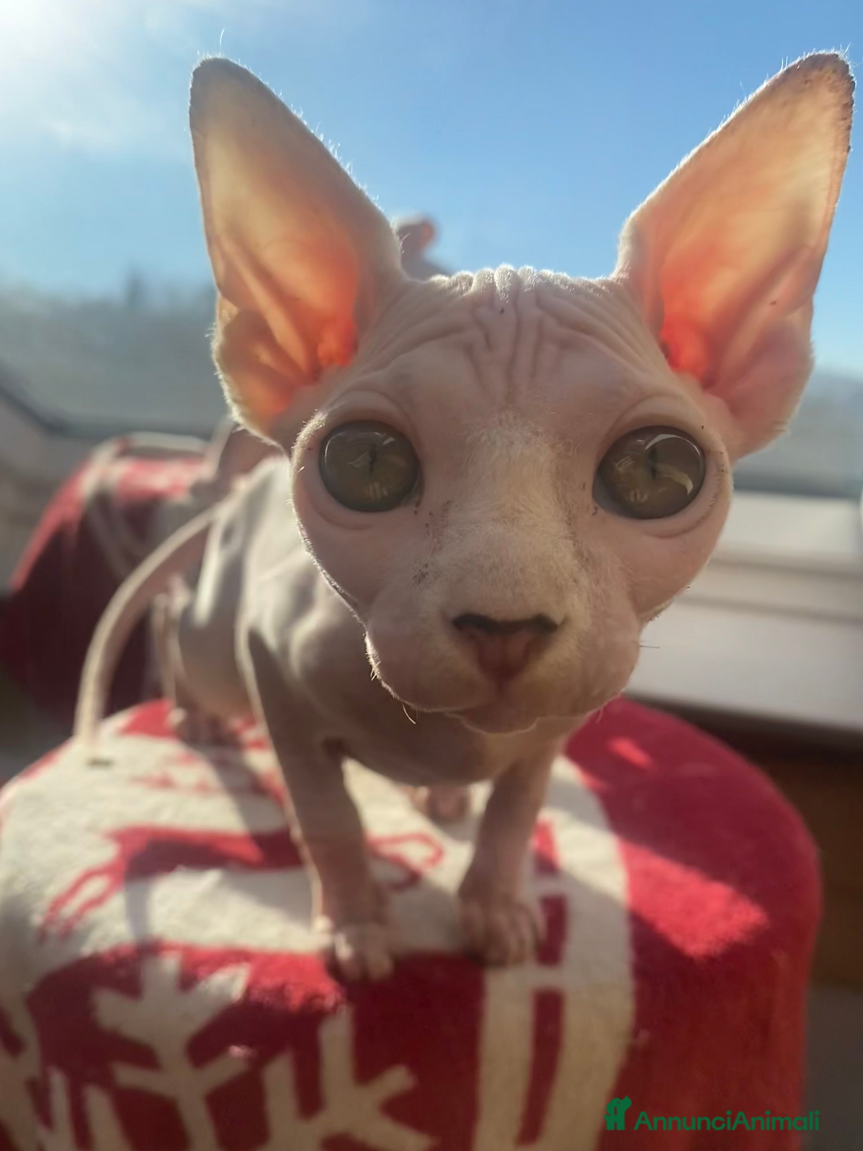 Sphynx gatti Canadian Sphynx femmina - Annuncio 3