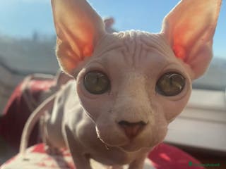 Sphynx gatti Canadian Sphynx femmina - Annuncio 3