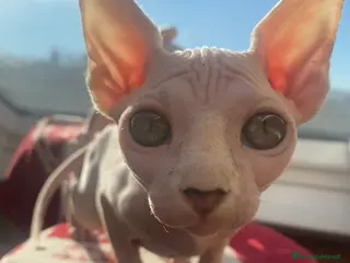 Sphynx gatti Canadian Sphynx femmina - Annuncio 15