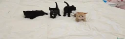Altre razze gatti in vendita: Gattini a Provincia di Caserta - Annuncio 2