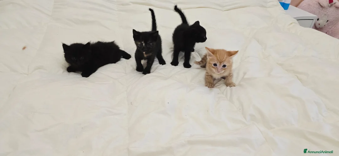 Altre razze gatti in vendita: Gattini a Provincia di Caserta - Annuncio 2