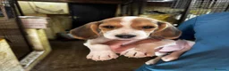 Beagle cani in vendita: CUCCIOLI BEAGLE PRONTI PER LA NUOVA FAMIGLIA - Annuncio 1