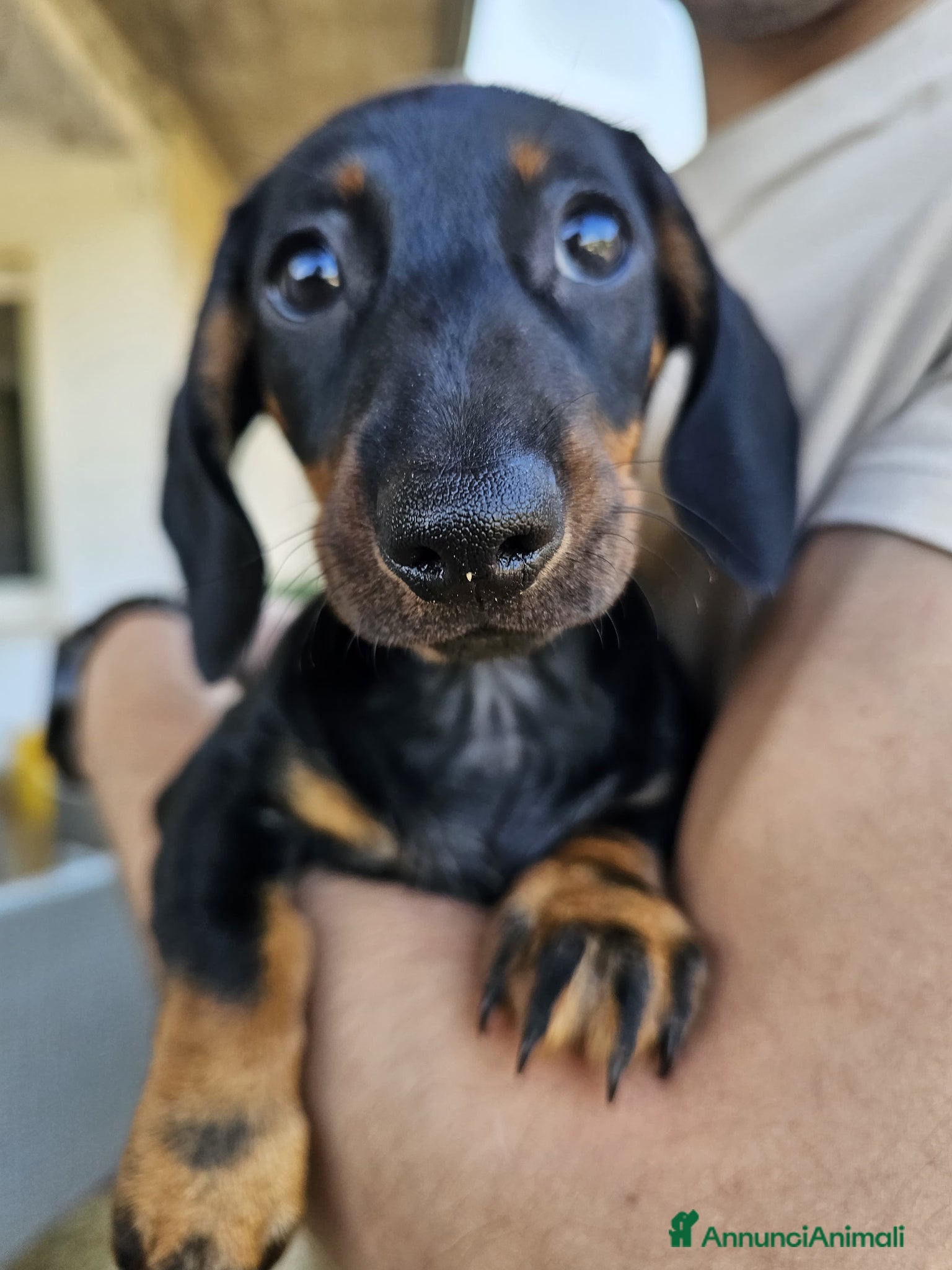 Bassotto cani in vendita: Bassotti nani - Annuncio 10