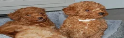 Barboncino Toy cani in vendita: Barboncino Toy rosso  a Città Metropolitana di Venezia - Annuncio 15