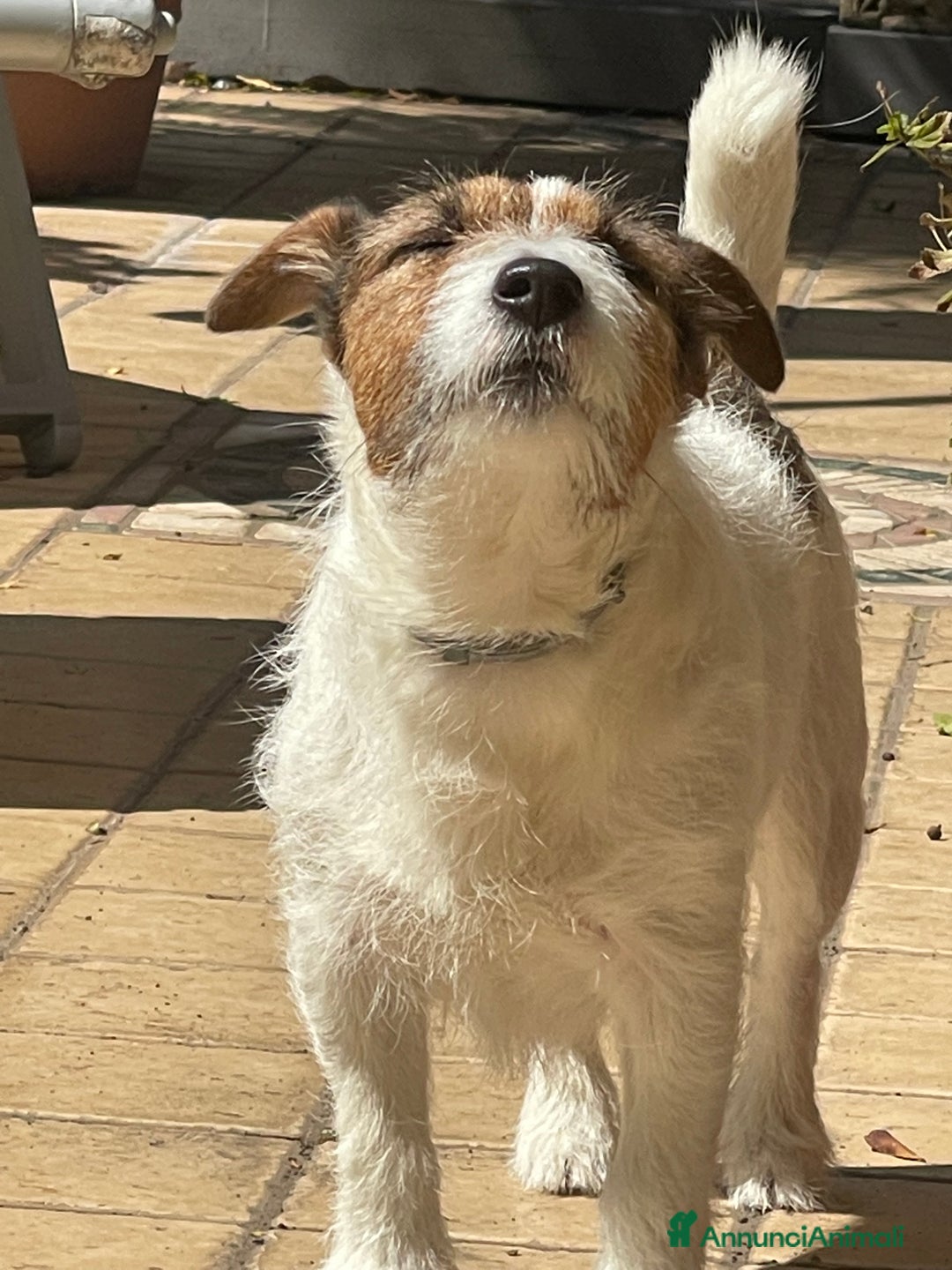 Jack Russell cani per accoppiamento: Sif cerca compagna  - Annuncio 4