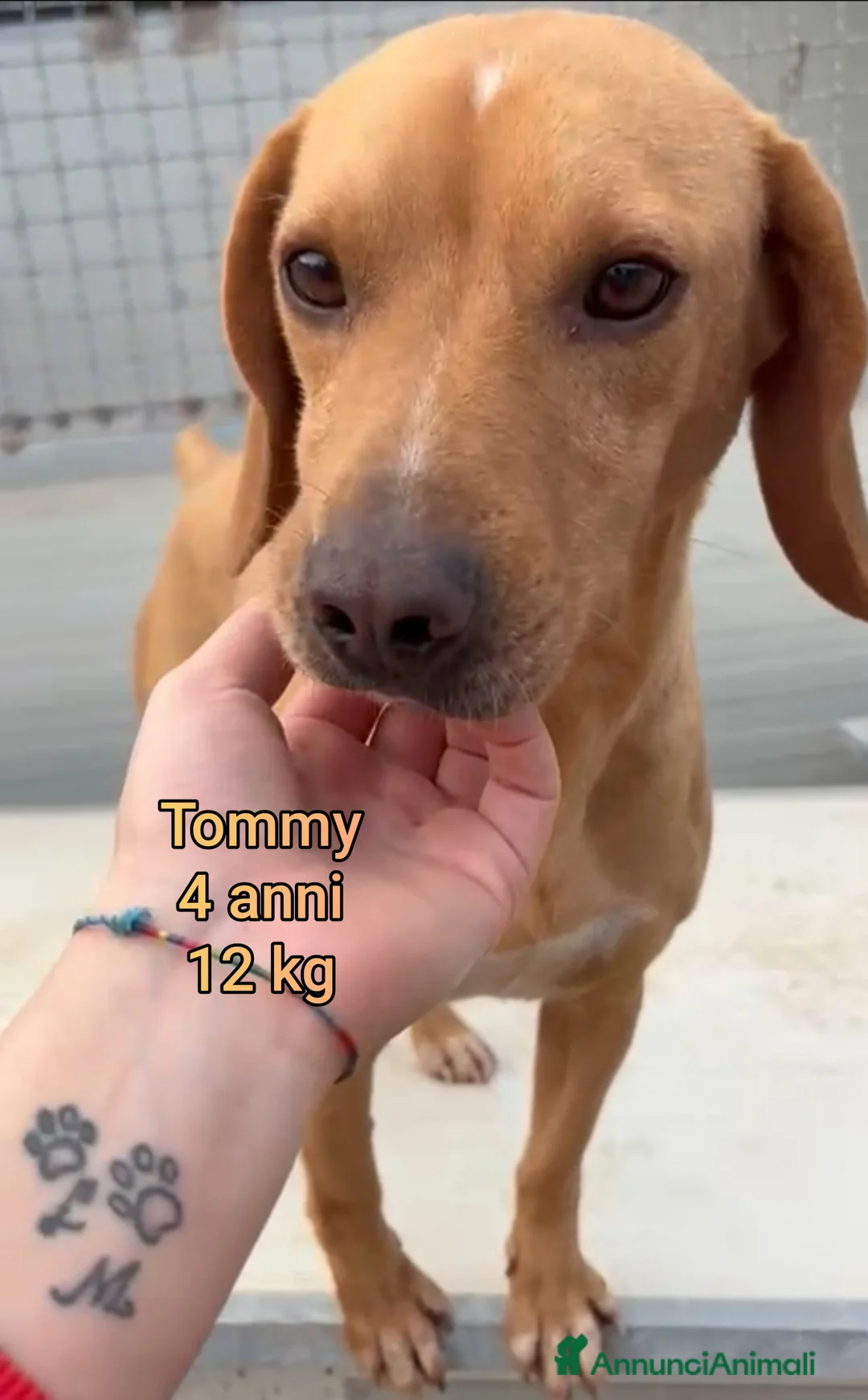 Meticcio cani in regalo: CANI TAGLIA PICCOLA E CONTENUTA  - Annuncio 3