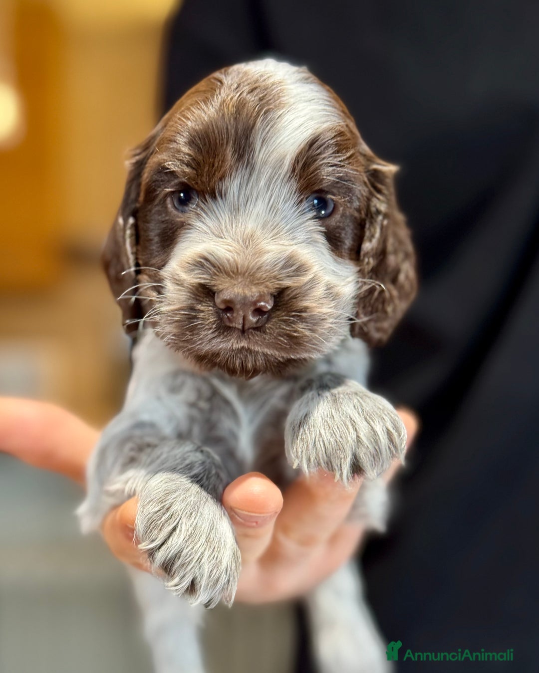 Cocker cani in vendita: Cocker Spaniel Inglesi - Cioccolato Roano  - Annuncio 22