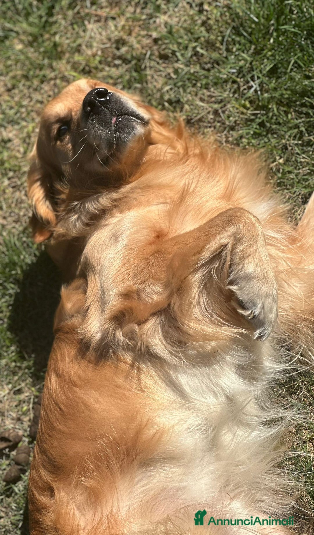 Golden Retriever cani per accoppiamento: Cerco fidanzata - Annuncio 6