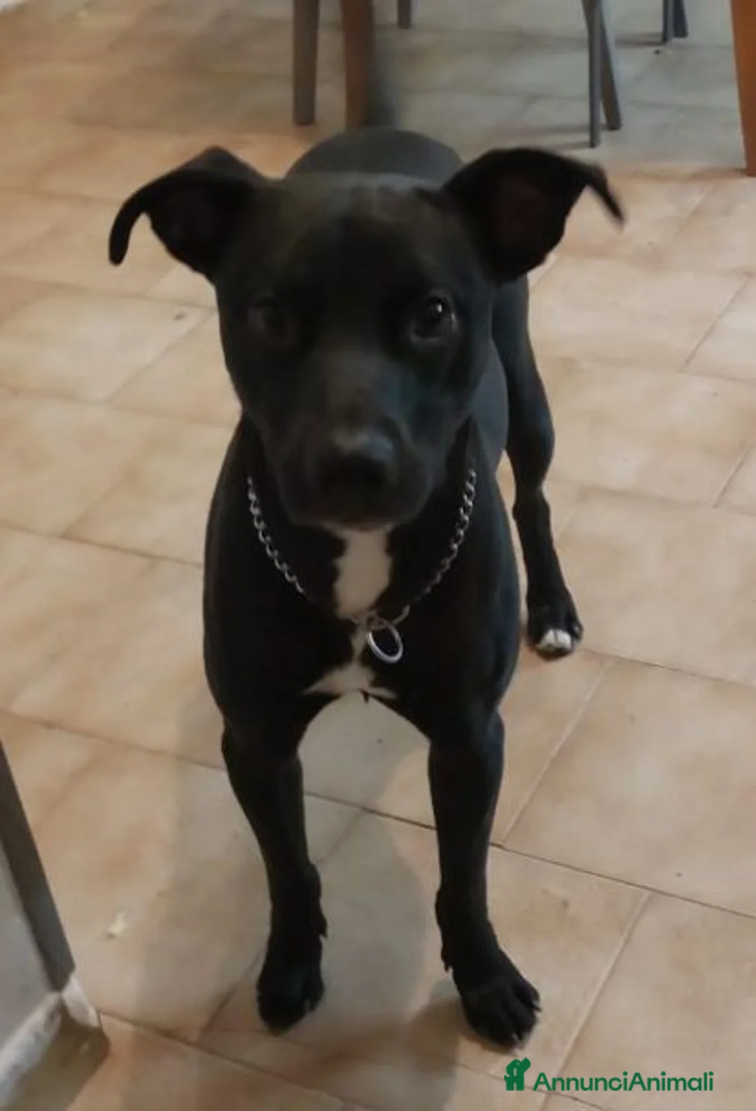 Meticcio cani in regalo: TYSON buonissimo ed educato a Città metropolitana di Milano - Annuncio 5