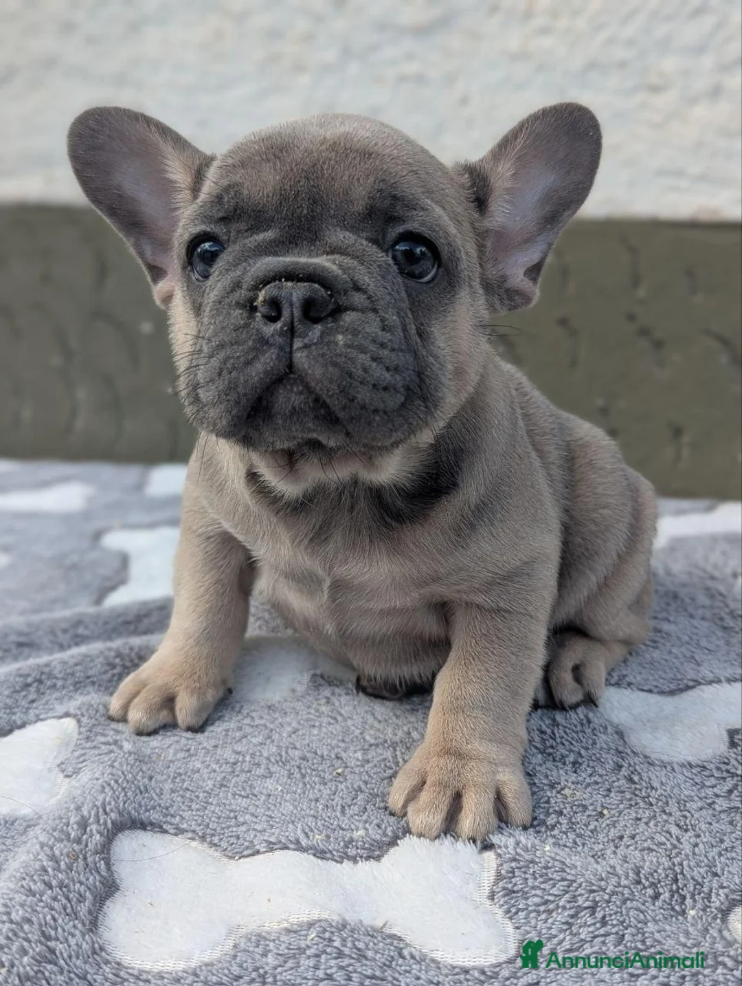Bulldog Francese cani in vendita: Bulldog francesi blu and tan - Annuncio 2