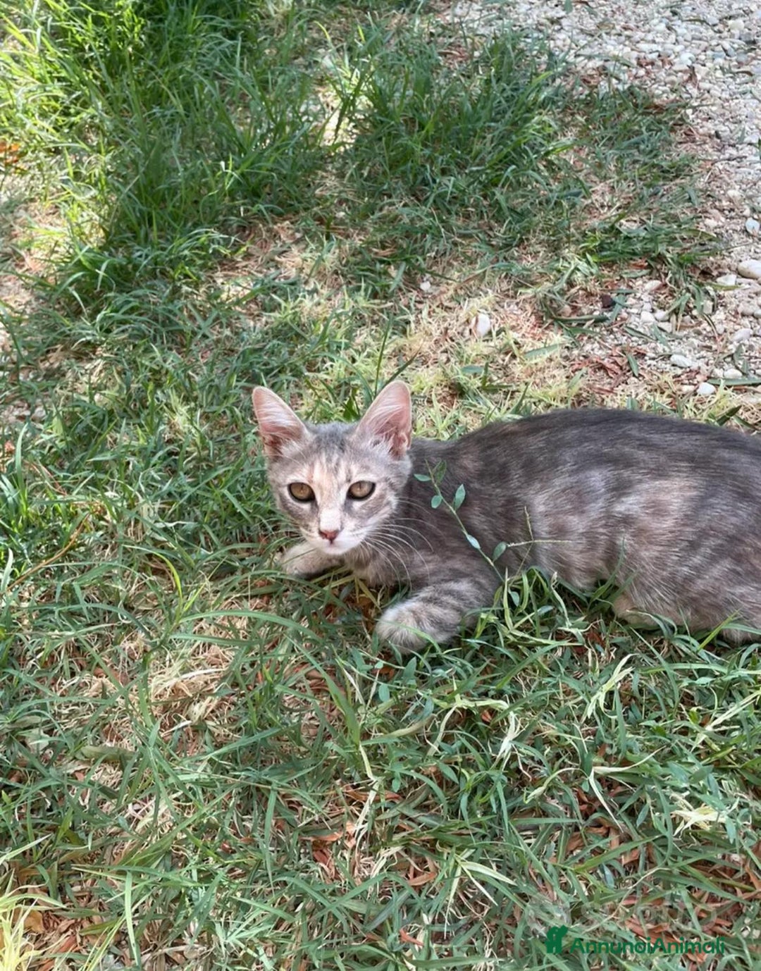 Altre razze gatti in regalo: gattina dolce grigia a pelo corto a Provincia di Ascoli Piceno - Annuncio 3