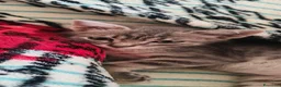 Europeo gatti in regalo: Salvo cerca casa - Annuncio 16