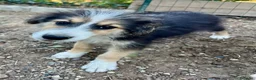 Australian Shepherd cani in vendita: Cucciolo pastore aistraliano - Annuncio 5