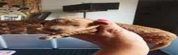 Barboncino Toy cani in vendita: Allevamento Riconosciuto Enci  - Annuncio 6