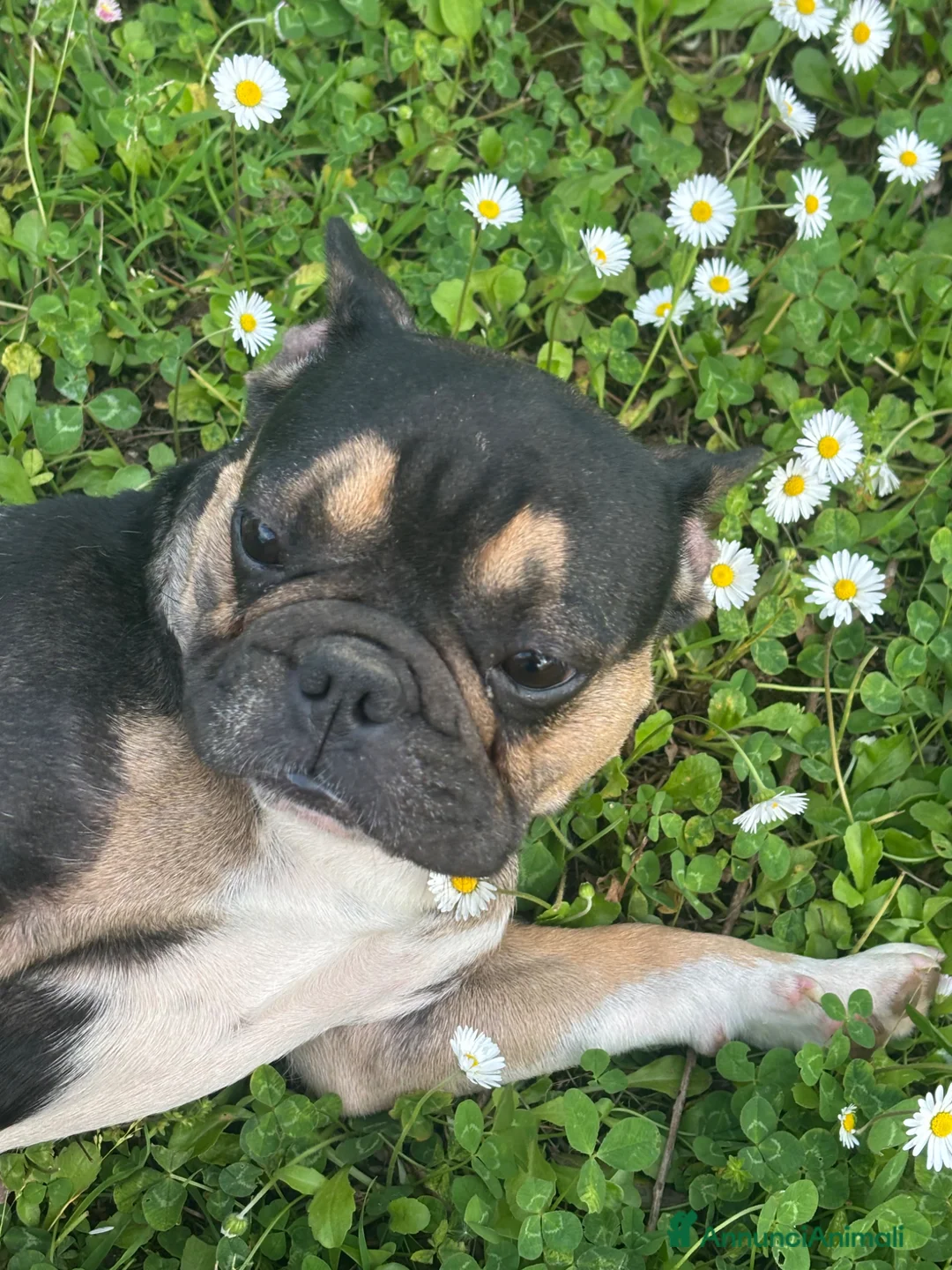 Bulldog Francese cani in vendita: Bulldog francese - Annuncio 1