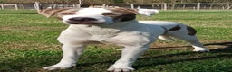 Meticcio cani in regalo: PONY DOPO TANTA SOFFERENZA HA BISOGNO DI AMORE - Annuncio 4
