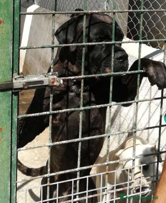 Cane Corso cani Corso giovane finito in canile di 2000anime!CROTON a Città Metropolitana di Milano - Annuncio 8