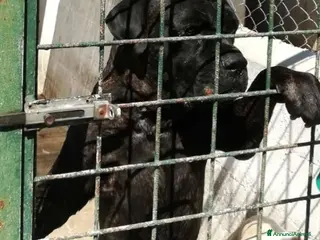 Cane Corso cani Corso giovane finito in canile di 2000anime!CROTON - Annuncio 1