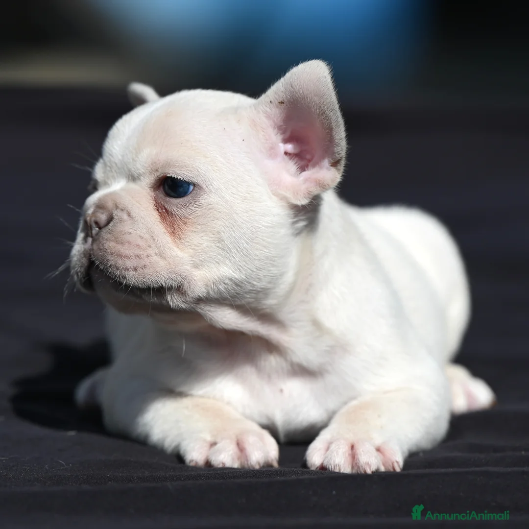 Bulldog Francese cani in vendita: Ultimi 3 Sugar Bulldog🍰 - Annuncio 8