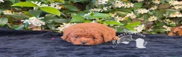 Barboncino Toy cani in vendita: Barboncino Toy – Cuccioli Selezionati - Annuncio 2