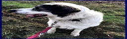 Meticcio cani in regalo: GGG dolcissimo coccolone tg grande a Città metropolitana di Milano - Annuncio 3