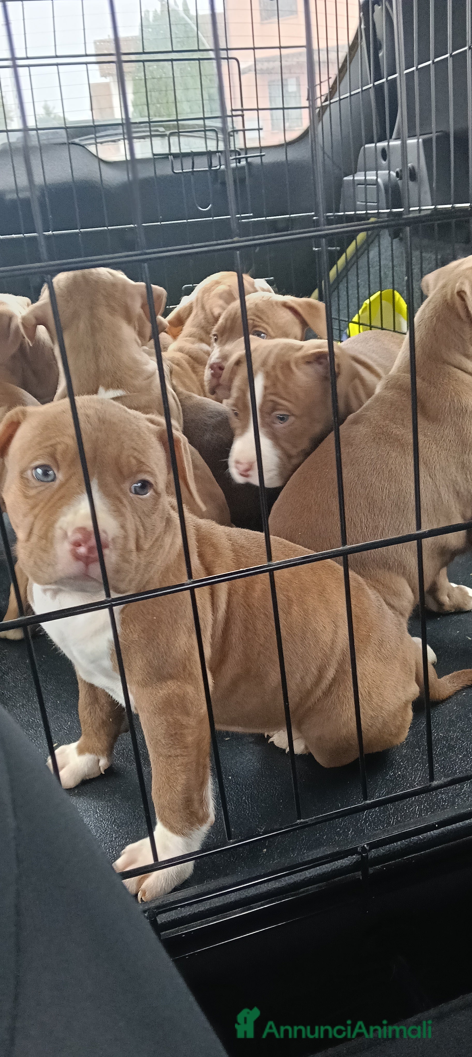 Pitbull cani Cuccioli di american Pitbull terrier  - Annuncio 2