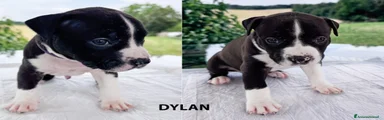 American Staffordshire 2