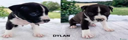 American Staffordshire cani in vendita: VENDO CUCCIOLI AMSTAFF - Annuncio 8