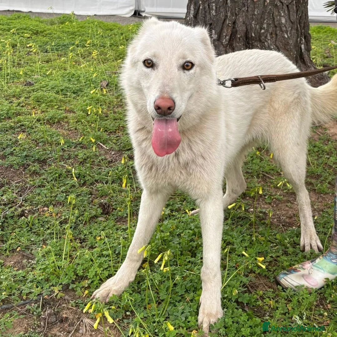 Meticcio cani in regalo: LUNA 🩷 -cucciola mix pastore/husky cerca famiglia - Annuncio 4