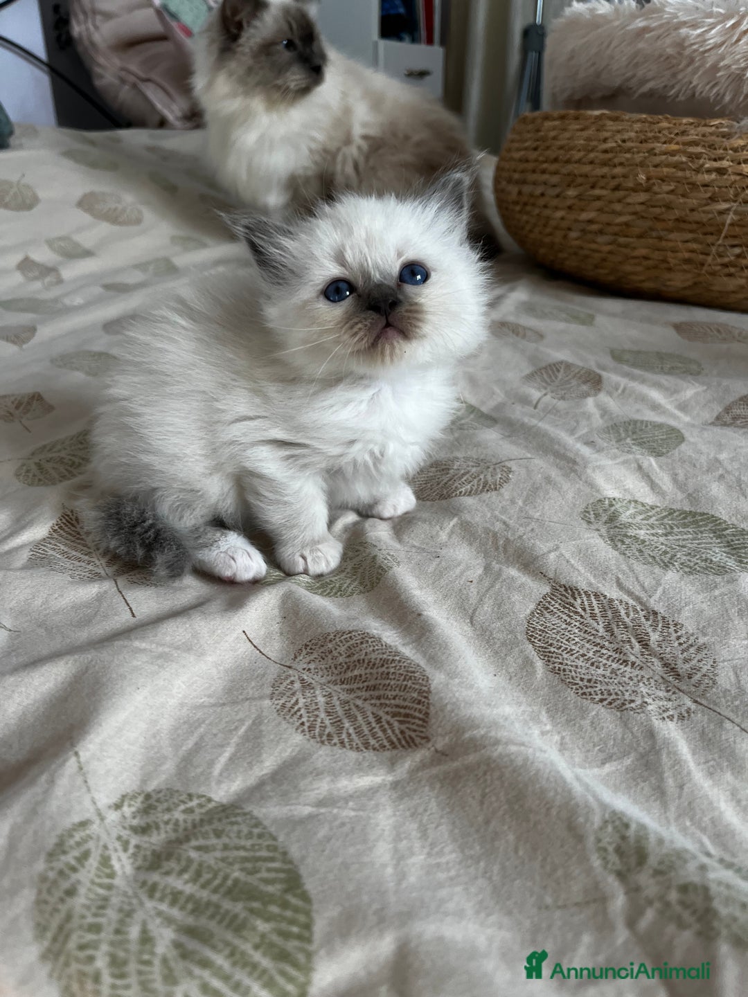 Sacro di Birmania gatti in vendita: Dolcissimi cuccioli Sacro di Birmania  - Annuncio 11