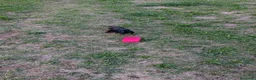 Bassotto Nano cani in vendita: Cucciolo di bassotto nano nero focato a Provincia di Treviso - Annuncio 7