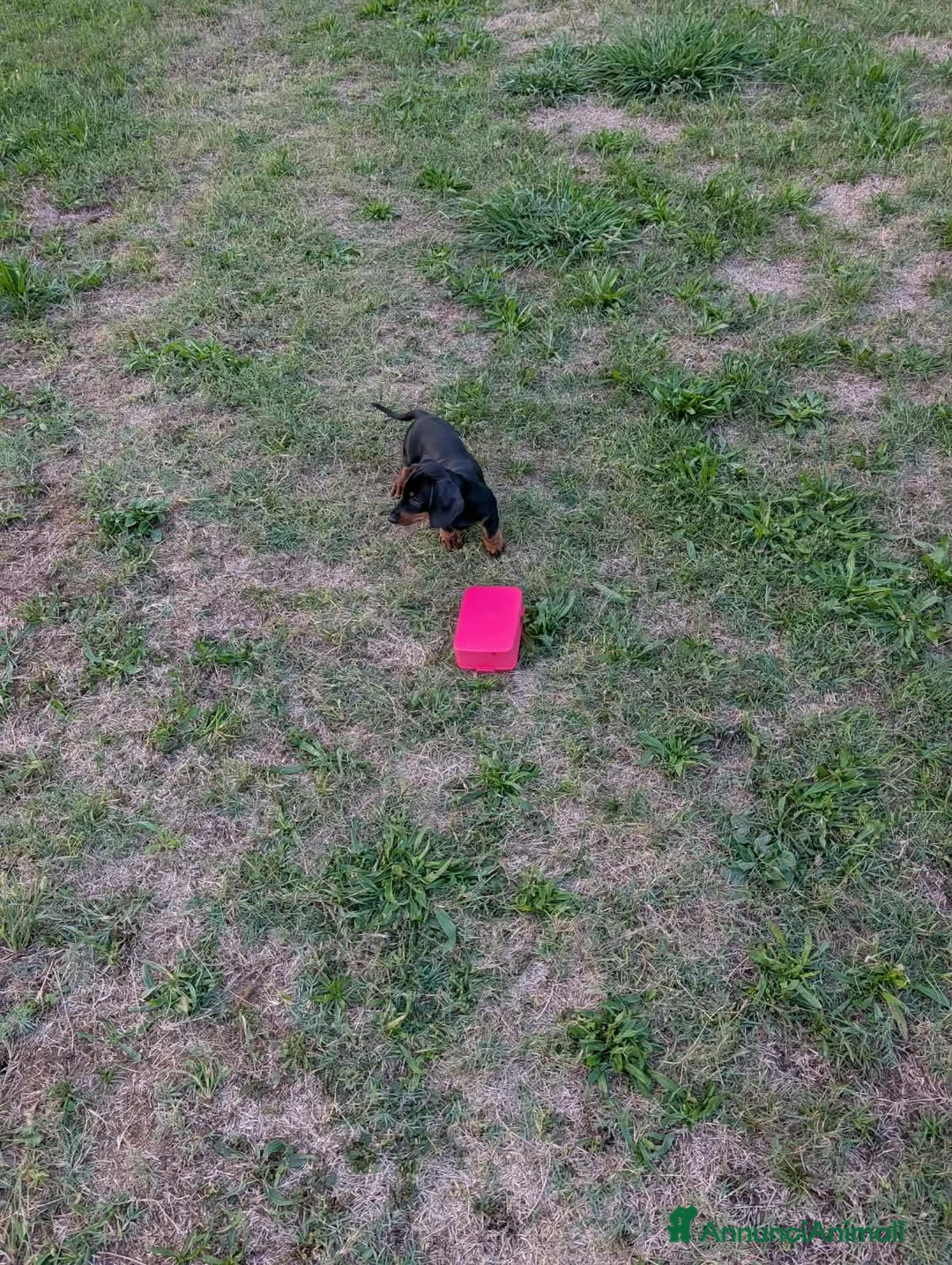 Bassotto Nano cani in vendita: Cucciolo di bassotto nano nero focato a Provincia di Treviso - Annuncio 7