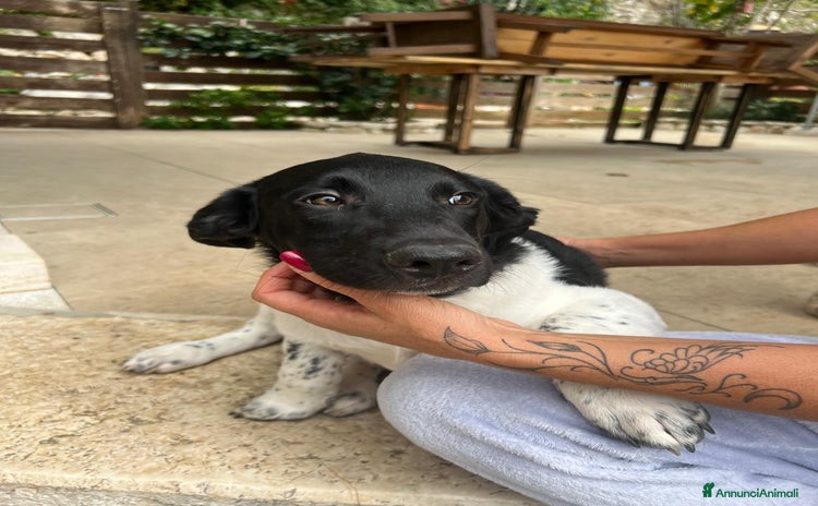 Meticcio cani - Annuncio 9