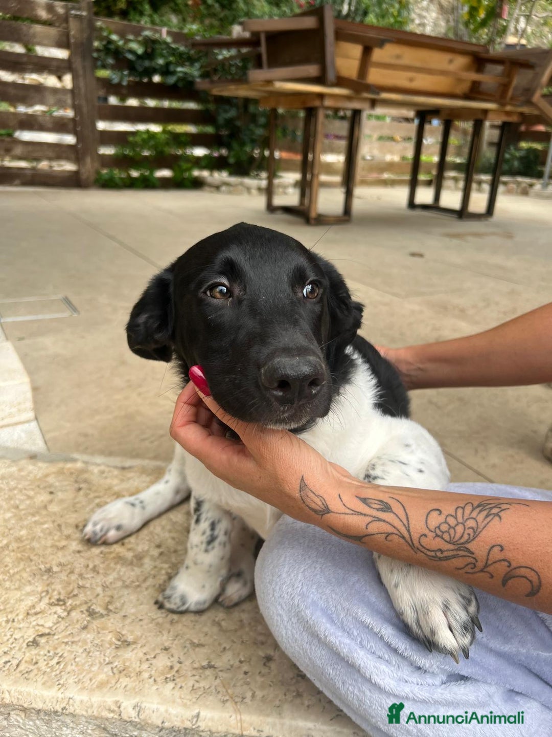 Meticcio cani in regalo: KYO e AKY - Annuncio 1